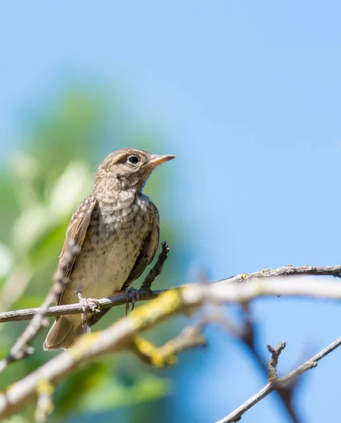 Gros Plan Moineau Reposant Sur Une Branche Par Une Journée — Photo