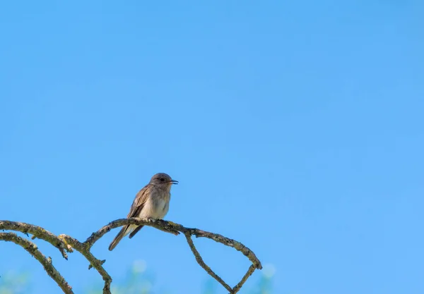 Primer Plano Del Gorrión Descansando Sobre Una Rama Día Soleado — Foto de Stock