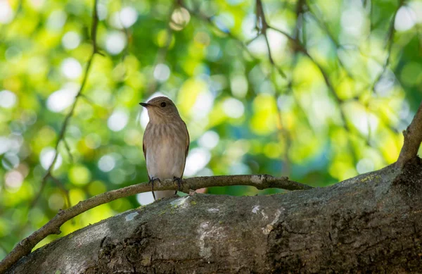 Gros Plan Moineau Reposant Sur Une Branche Par Une Journée — Photo