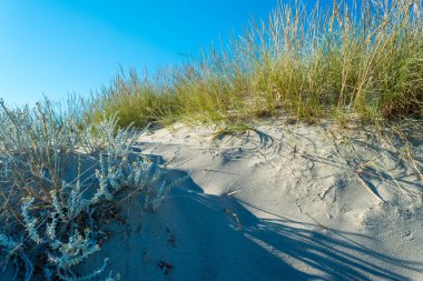 Dune kum plaj yaz