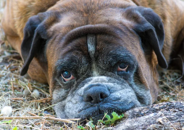Closeup German Boxer Dog Garden Looking Camera — Stock Photo, Image