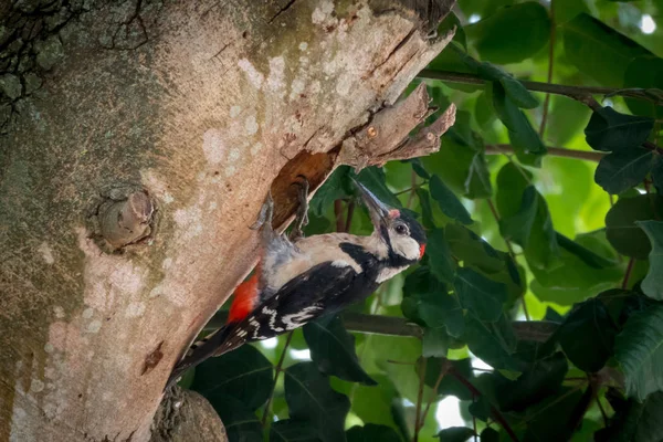 Großaufnahme Eines Buntspechts Auf Einem Baum Der Nähe Seines Nestes — Stockfoto