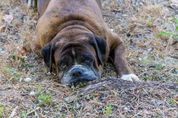 Gros Plan Chien Boxeur Allemand Dans Jardin Regardant Caméra — Photo