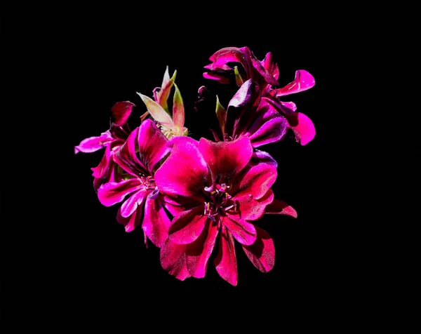 Пурпурний Герані Чорному Фоні — стокове фото
