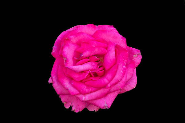 Closeup of rose in a garden