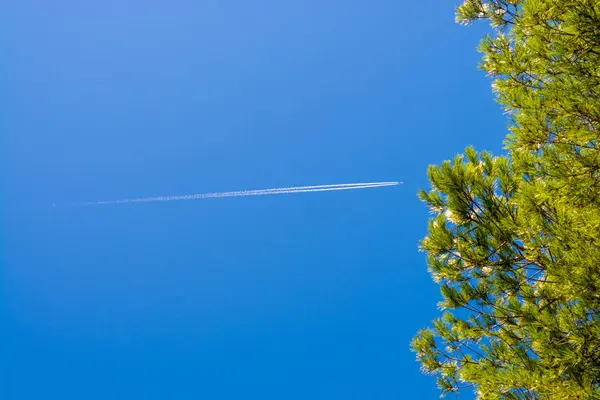 Rastro Del Avión Cerca Los Pinos —  Fotos de Stock