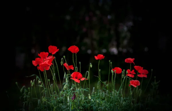 Poppies Closeup Bahar Bahçesinde — Stok fotoğraf