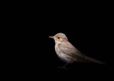 Siyah bir zemin üzerine izole serçe