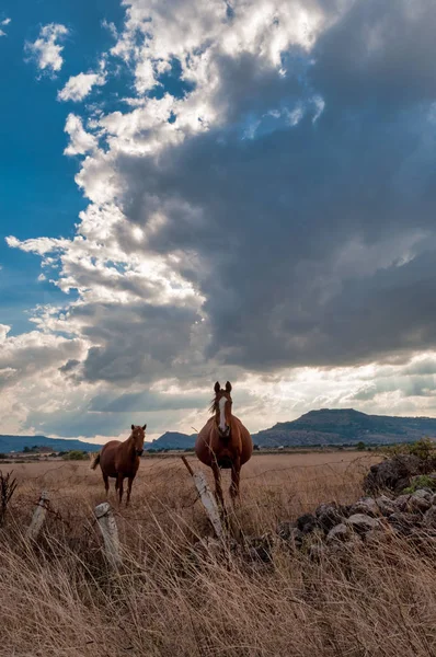 Cavalli Prato Sotto Cielo Nuvoloso Drammatico Autunno — Foto Stock