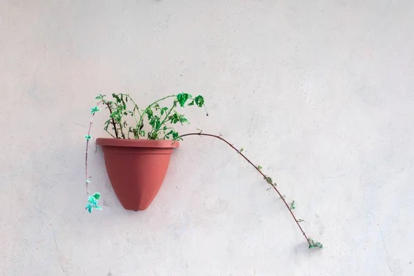 Isolated Flower Pot White Wall Green Plant — Stock Photo, Image