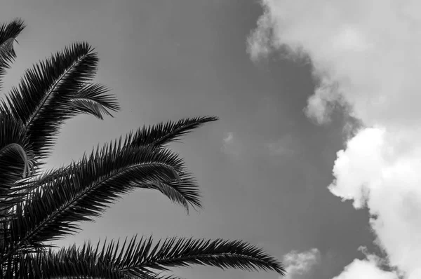 Palmier Noir Blanc Laisse Sous Ciel Nuageux Bleu Printemps — Photo