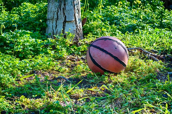 Hdr Basketball Meadow Tree Sunny Morning Spring Tree Stock Image