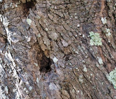 Gülümsemek güneşli bir zeytin ağacı ahşap
