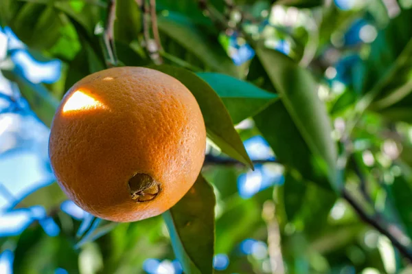 Närbild Enda Orange Trädet Solig Morgon — Stockfoto