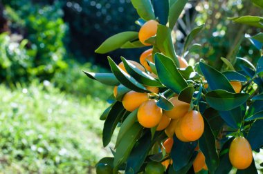 Closeup of kumquat on the plant in a garden  in a sunny day clipart
