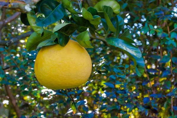 Closeup of grapefruit on the tree in the orchard in a sunny day