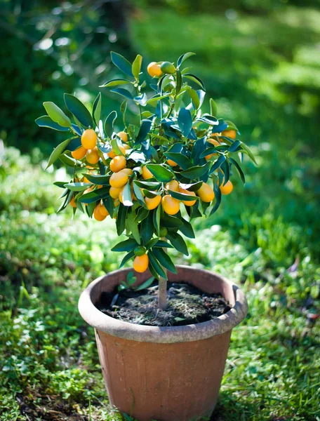 Planta Kumquat Una Olla Jardín Día Soleado —  Fotos de Stock