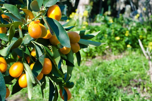 Närbild Kumquat Anläggningen Trädgård Solig Dag — Stockfoto