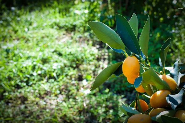 Närbild Kumquat Anläggningen Trädgård Solig Dag — Stockfoto