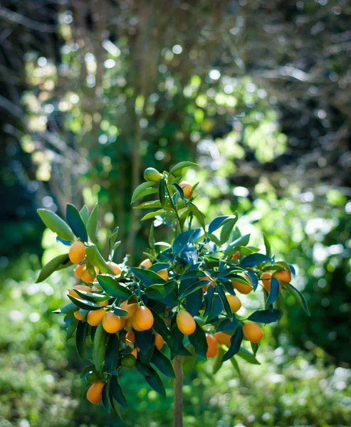 Kumquat Planta Jardín Una Mañana Soleada Primavera —  Fotos de Stock