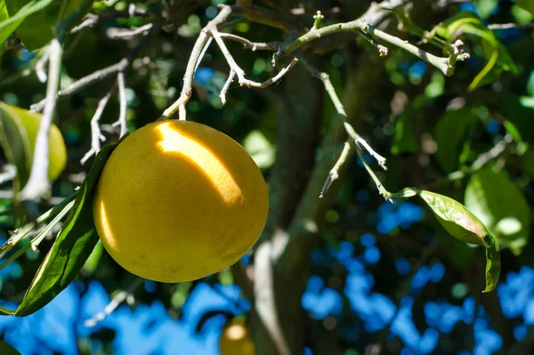 Κοντινό Πλάνο Του Γκρέιπφρουτ Στο Δέντρο Στον Οπωρώνα Μια Ηλιόλουστη — Φωτογραφία Αρχείου