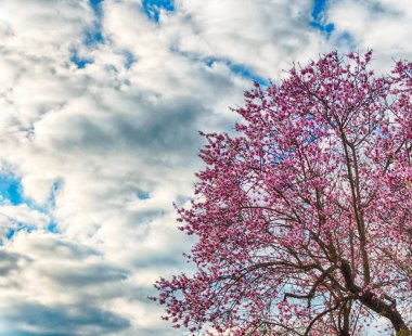 badem ağacı bahar güneşli ve bulutlu gün çiçekli