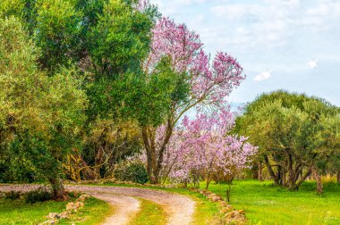 bahar bahçe çiçekli