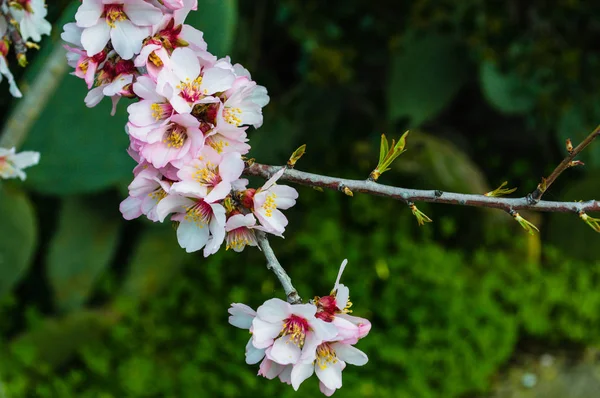 Close Flores Amêndoa Dia Ensolarado Primavera — Fotografia de Stock