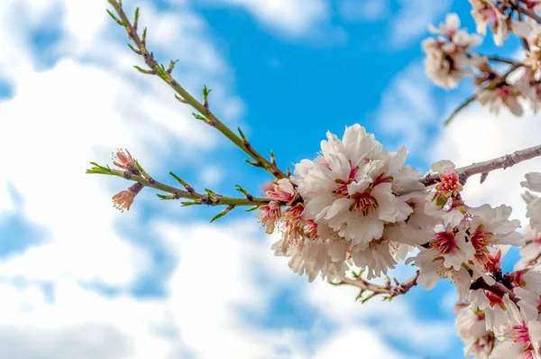 Close Flores Amêndoa Dia Ensolarado Primavera — Fotografia de Stock