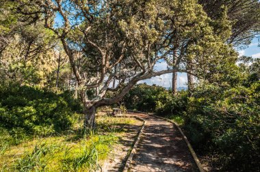 çam ormanı içinde güneşli bir bahar sabahı yolundaki
