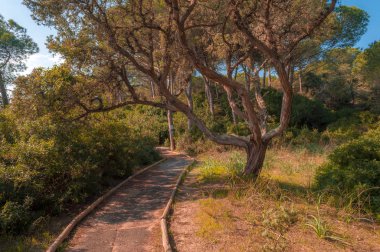çam ormanı içinde güneşli bir bahar sabahı yolundaki