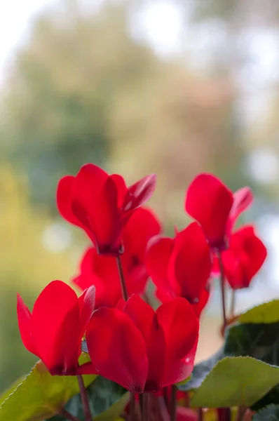 Närbild Röda Cyclamens Våren — Stockfoto