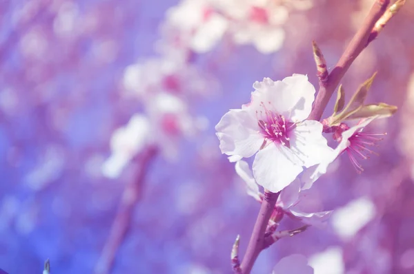Closeup Almond Blossoms Sunny Day Spring Pink Tone — Stock Photo, Image