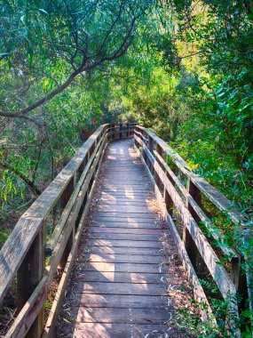 çam ormanı içinde güneşli bir bahar sabahı yolundaki