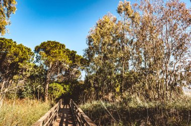 çam ormanı içinde güneşli bir bahar sabahı yolundaki
