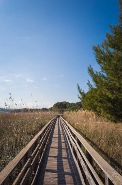 çam ormanı içinde güneşli bir bahar sabahı yolundaki