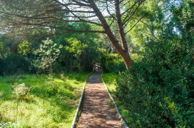 çam ormanı içinde güneşli bir bahar sabahı yolundaki