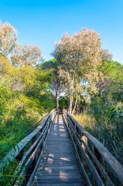 Sökvägen Tallskog Solig Morgon Våren — Stockfoto