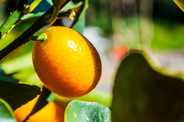 Primer plano del kumquat en la planta —  Fotos de Stock