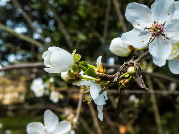 Close-up de flor de ameixa — Fotografia de Stock