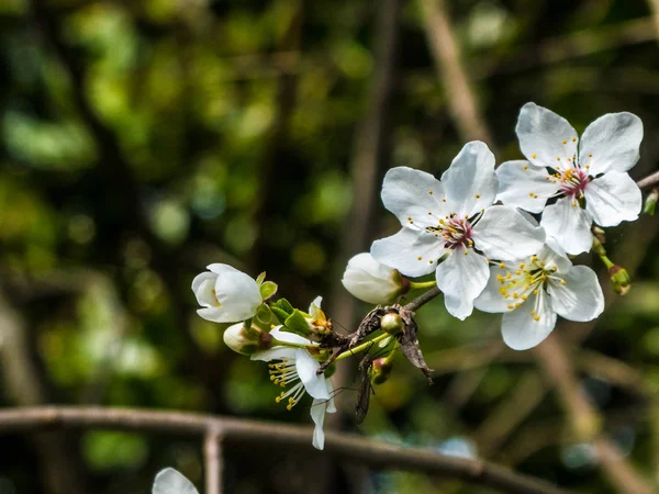 Close-up de flor de ameixa — Fotografia de Stock