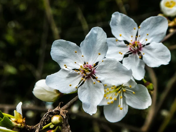 Close-up de flor de ameixa — Fotografia de Stock