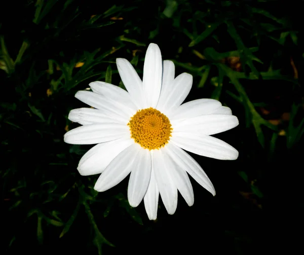 Närbild av daisy på svart bakgrund — Stockfoto