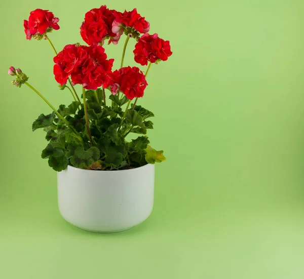 Isolated red geraniums in a white pot