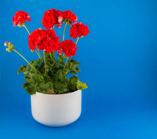 Isolated red geraniums in a white pot