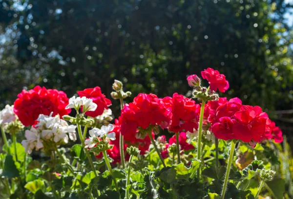 Geranios blancos y rojos — Foto de Stock