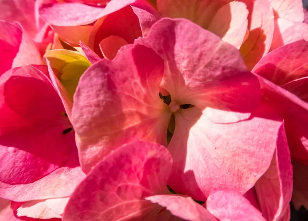Nahaufnahme auf rosa Hortensien — Stockfoto