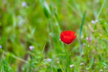 haşhaş bir çayırda
