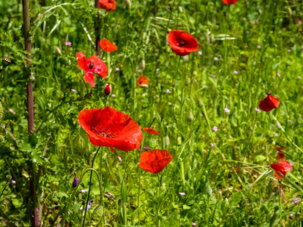 Poppies in a meadow — Stock Photo, Image