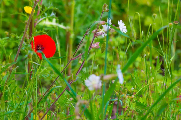 Poppies in a meadow — Stock Photo, Image